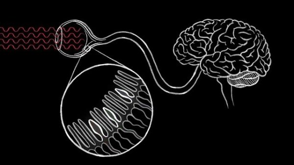 How we see color - Colm Kelleher