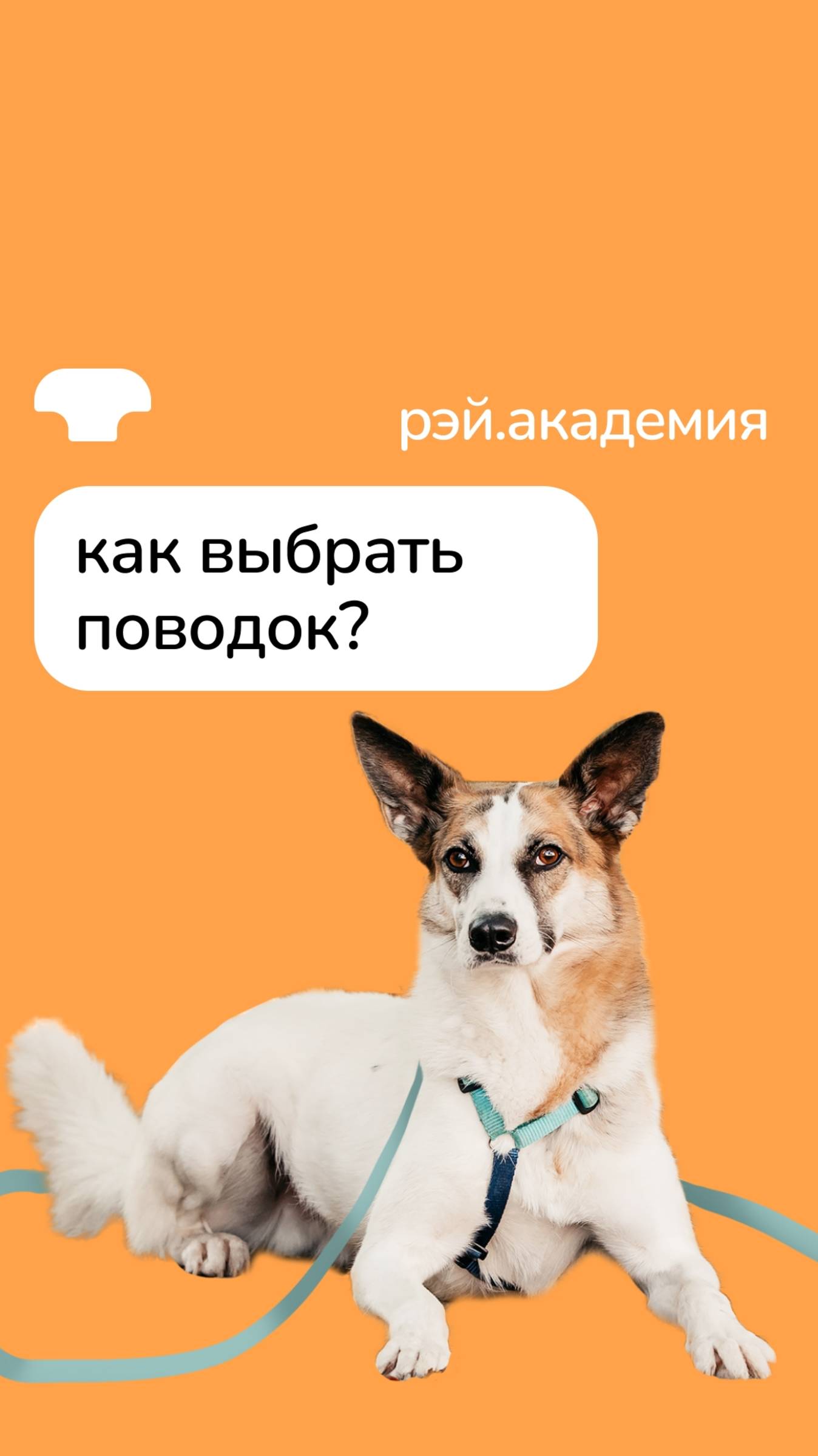 Как выбрать поводок? смотреть онлайн