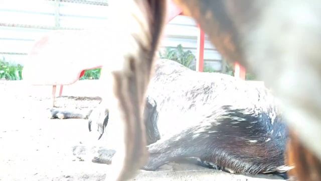 Нубийские козы в барнаульском зоопарке смотреть онлайн