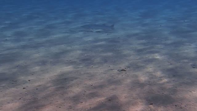 барракуда Sphyraena barracuda PC060294