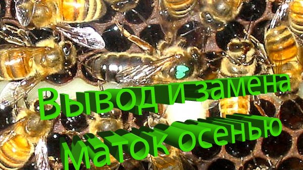 Кашковский: Почему 90% пчеловодов неправильно меняют маток осенью