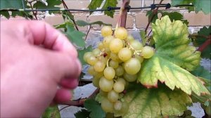 20.08.2025. Виноград МИЛАНКА в г. Липецке.