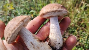 Охота на грибы | Сбор грибов остров Сахалин | Прогулка по лесу август 2025 год |