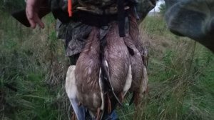 Ходовая охота с Русским спаниелем  2025. (продолжение)