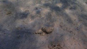 Скорпенопсис шагает - Scorpionfish PC060127