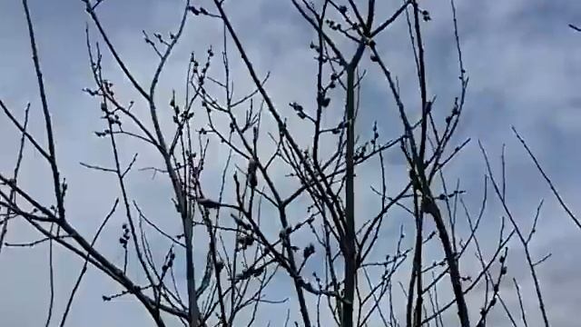 Как выглядит Верба 🌳🌳🌳дерево имей совесть подпишись пожалуйста))) смотреть онлайн