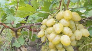 Желтый Великан и Красный Зефир