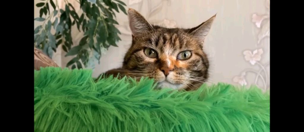 а ну ка давай-ка