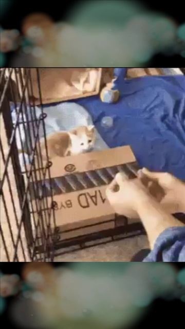 Рыжий котенок смотреть онлайн