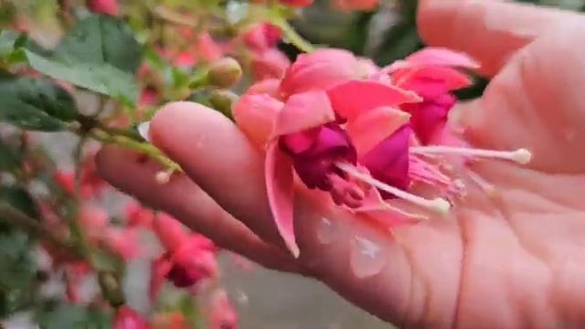 🐝🐝🐝🐞 смотреть онлайн