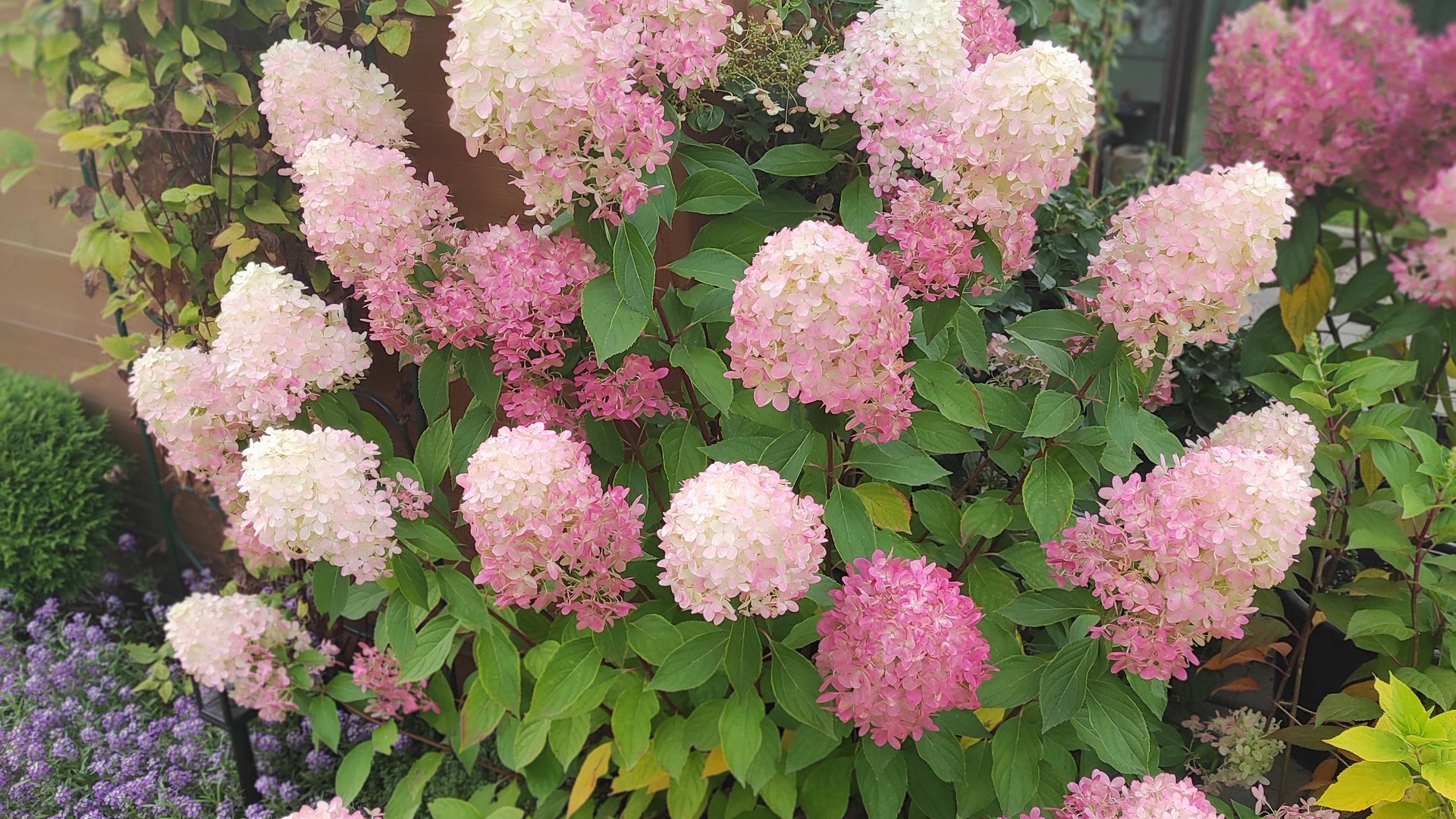 Обзор гортензии Graffiti/Граффити.
Видео от 18 августа 2025 года.