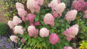 Обзор гортензии Graffiti/Граффити.
Видео от 18 августа 2025 года.