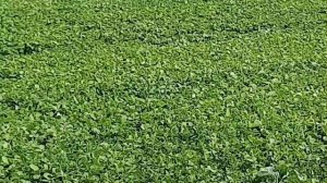 ЗЕМЛЯ КОРМИТ