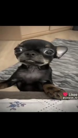 самая сильная собака в мире - это чихуахуа