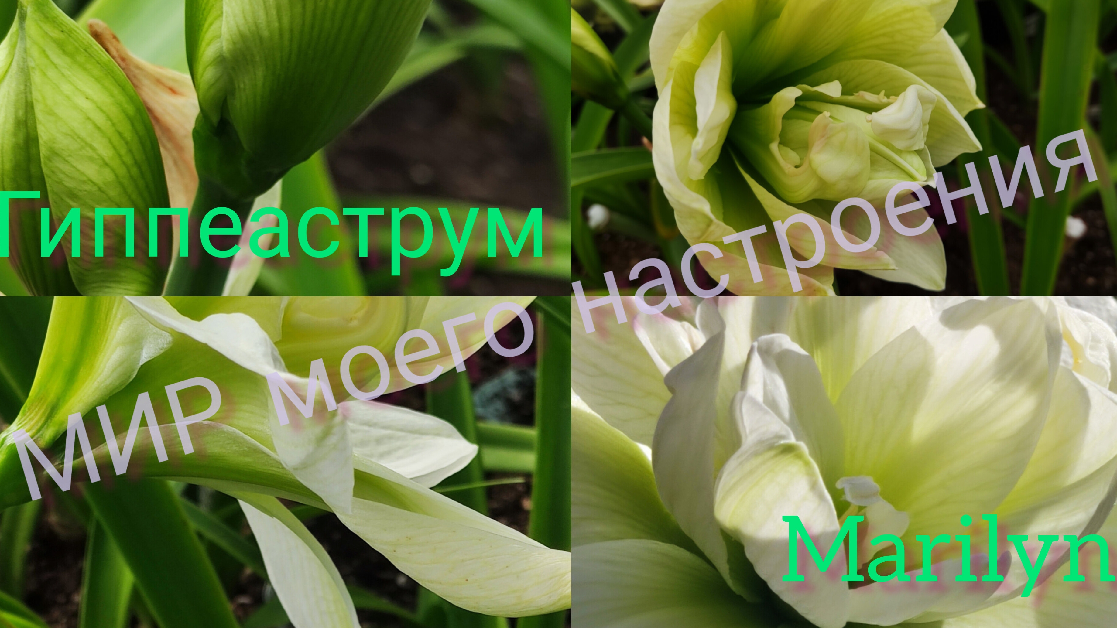 27.08.25 Гиппеаструм Мэрлин смотреть онлайн