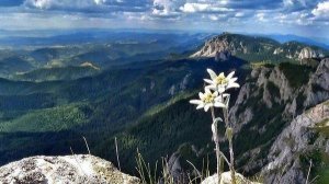 ПЕСНЯ: «НЕЗНАКОМКА».