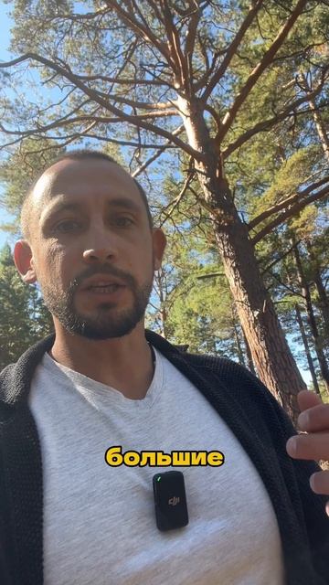 Стоит ли убирать большие деревья с участка? смотреть онлайн