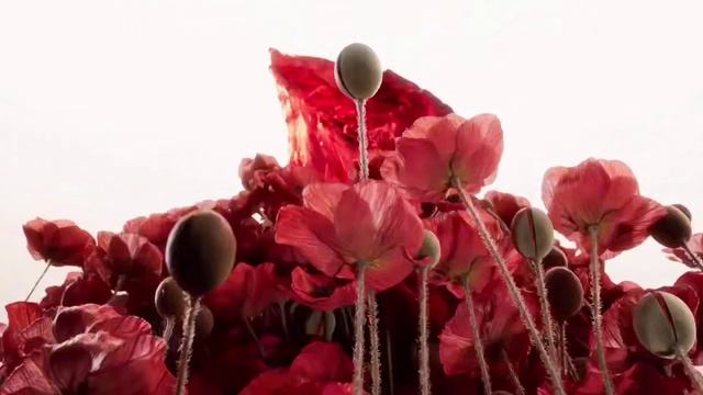 Beats официально представила лимитированные Solo 4 в коллаборации с певицей JENNIE смотреть онлайн