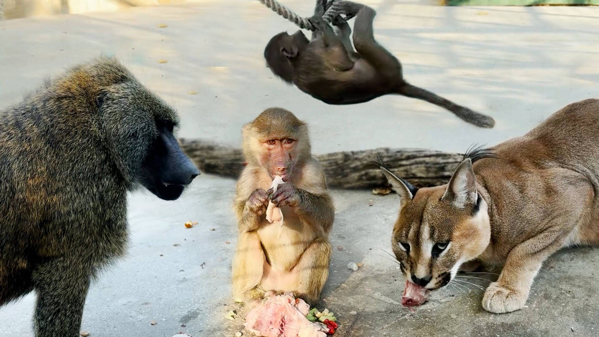 У Степы и Тоси свое танго! Он за ней хвостом, она за ним по пятам. Только Маняша слушает да кушает! смотреть онлайн