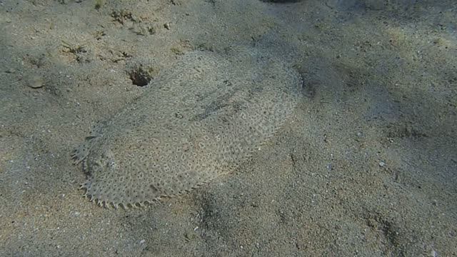 Рыба-подошва Pardachirus marmoratus Moses Sole fish PC060237