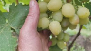 СОЛНЕЧНЫЙ ЗАЙЧИК КАЛУГИНА В.М.