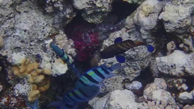 нашёл рыбу-камень PC050049