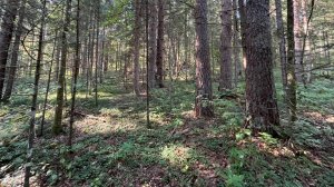 Здесь можно копать монеты бесконечно!