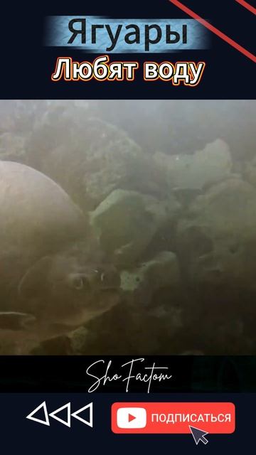 Ягуары Любят воду