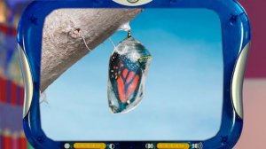 ✨Спокойной ночи, малыши✨142/2025 Гусеницы и бабочки