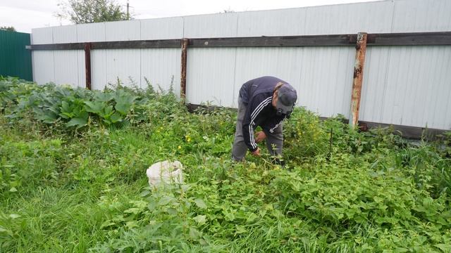 Собираю в Сибири после дождей АРБУЗЫ И ДЫНИ в поле с грибами ПОДВАЛ ИЛЬИЧА Сибирские арбузы и дыни смотреть онлайн