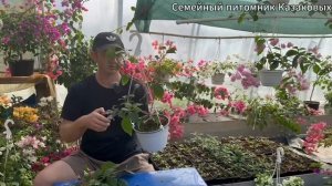 Обрезка Бугенвиллии