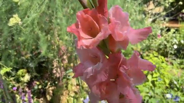 🪴🪴🪴🪴 смотреть онлайн