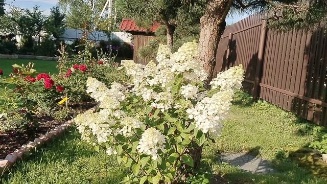 Гортензия 'Ванилла Фрайз' в нашем саду 2025. смотреть онлайн