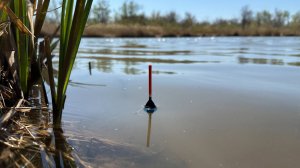 Ловля голавля и крупного карася на поплавок. Рыбалка в заливе от Волги