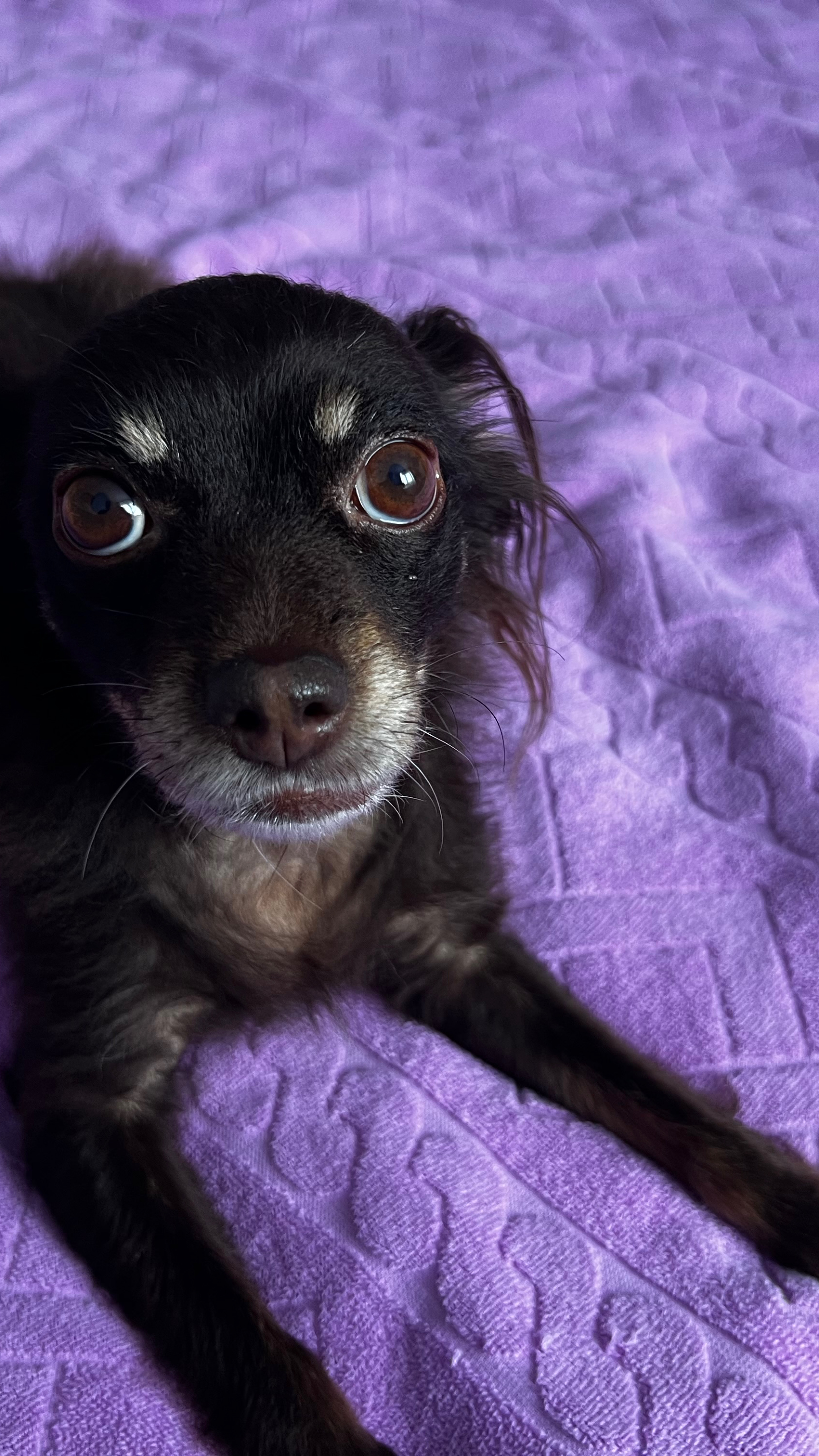 Русский тойтерьер мини Жозефина передает вам привет с юга🥰🐬