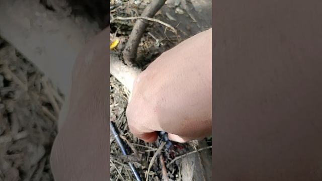 Жук - рогач (олень) 2