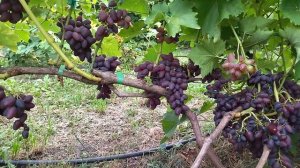 Гф Акело селекции Гусева С. Э виноград с быстрым набором сахара.