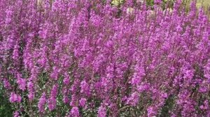 Круговорот. Сергей Чекалин. The Cycle. Sergey Chekalin.