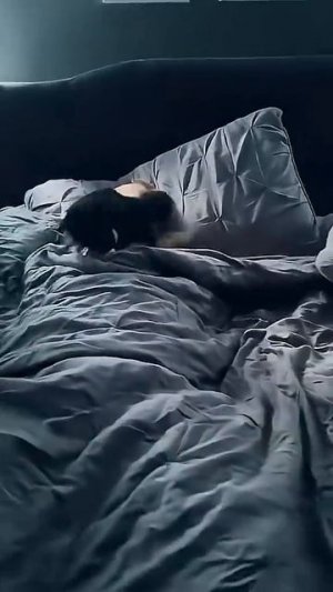 Живой Будильник от собаки