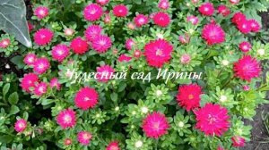 Чудесный сад Ирины. Астра Сирена красная