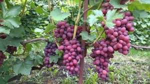 Гф Огненный селекции Калугина В М с очень красивой гроздью и ягодой.