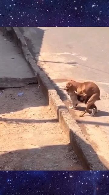 Котопёс 👹 смотреть онлайн