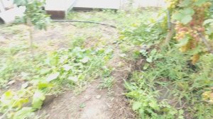 АЛЬБИНОС и ФАНТАЗЕР КАЛУГИНА В.М.