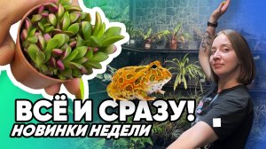 Террариумные новости ЭКЗОМЕНЮ (04.09.2025). Всё и сразу! Новинки недели.