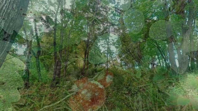 Прогулка по лесу - релакс смотреть онлайн