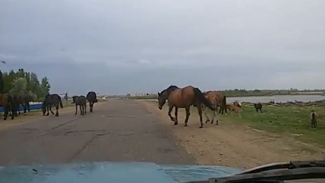 Стадо лошадей красота всем любви!!! смотреть онлайн