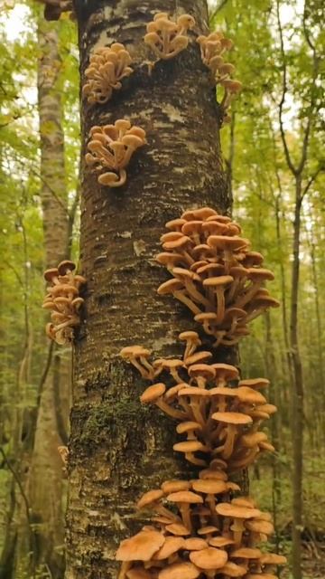 опятки пошли 🍄🐕🔥❤️