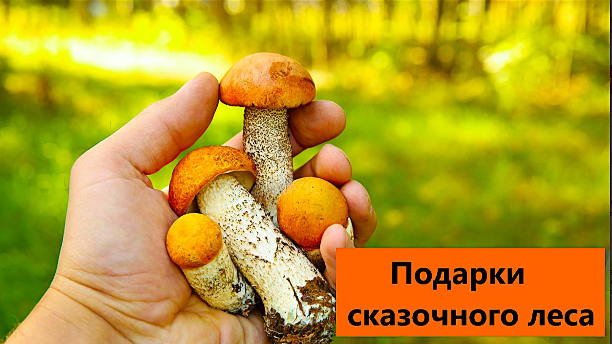Сбор грибов в сказочном лесу. Подосиновики радуют. смотреть онлайн
