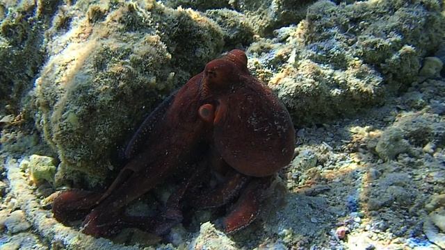 Ося в движении PC060169