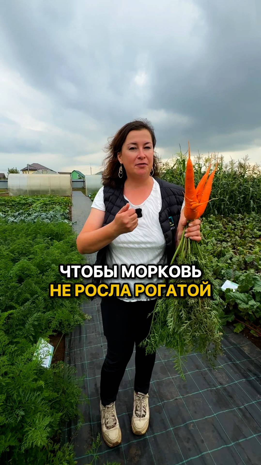 Главные правила, чтобы морковь не росла рогатой!